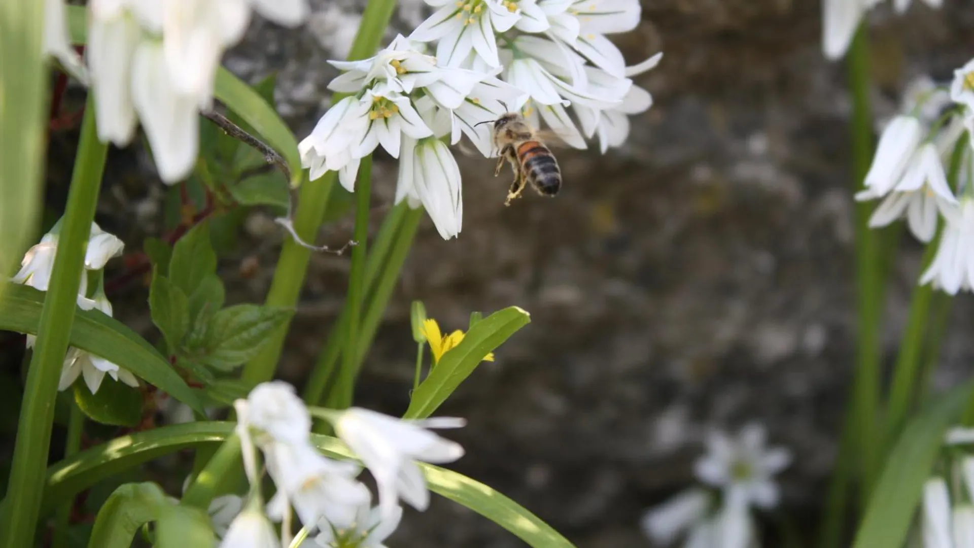*** Nocleg ze śniadaniem L'Antico Borgo B&B Levanto Włochy
